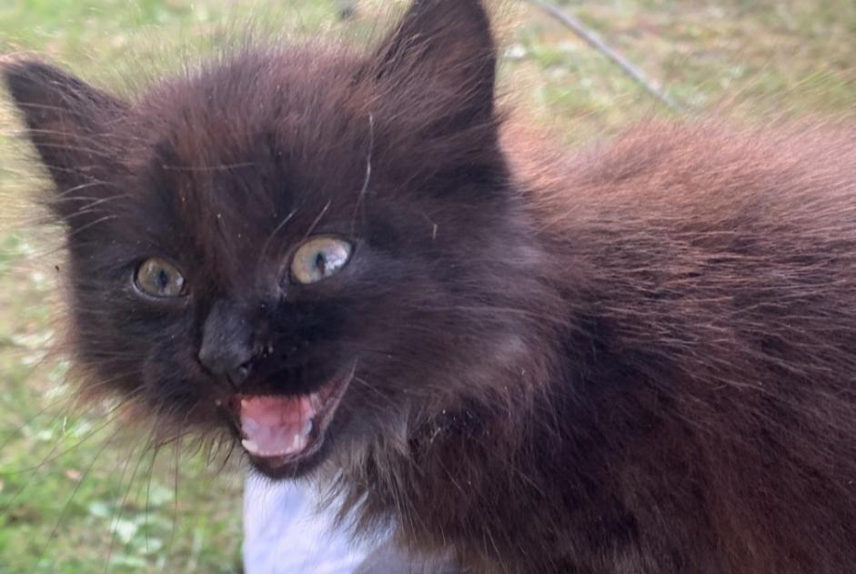 Fundmeldung Katze Unbekannt Marigny Frankreich