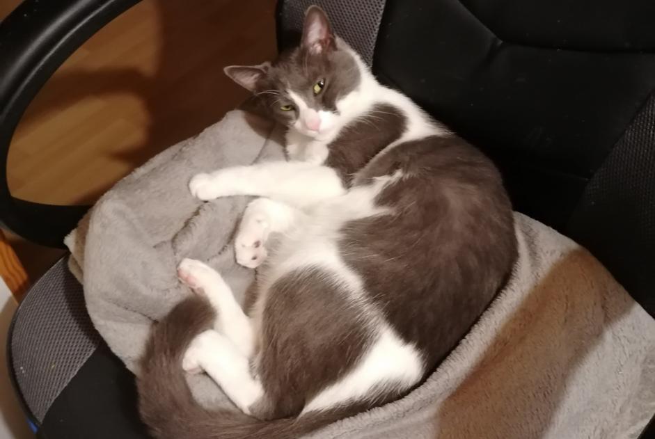 Alerta de Desaparición Gato  Macho , 5 años Villars-Colmars Francia