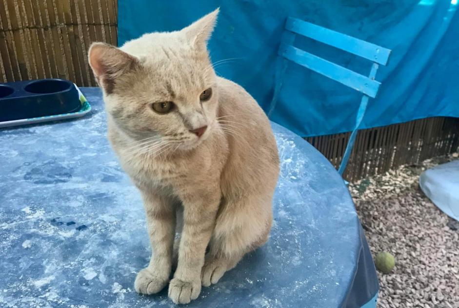 Alerte Disparition Chat croisement Mâle , 1 ans Le Cannet-des-Maures France