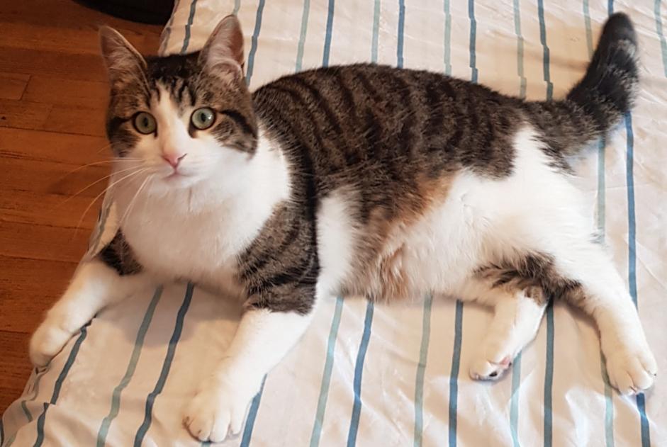 Alerte Disparition Chat croisement Mâle , 2 ans Avallon France