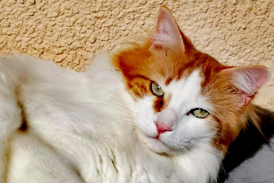 Avviso scomparsa Gatto incrocio di razze Maschio , 5 anni Chaville Francia