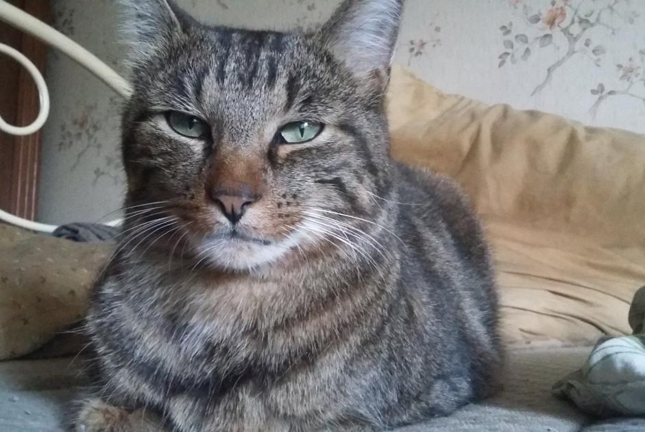 Avviso scomparsa Gatto Maschio , 8 anni Talon Francia