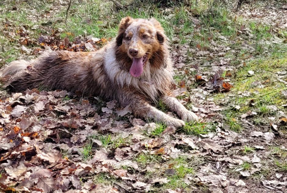 Alerta desaparecimento Cão  Fêmea , 4 anos Castellane France